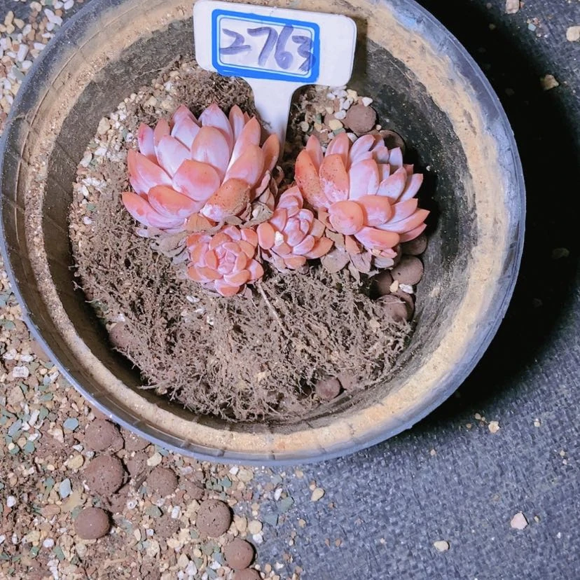 【闪购商品】浩*、2763