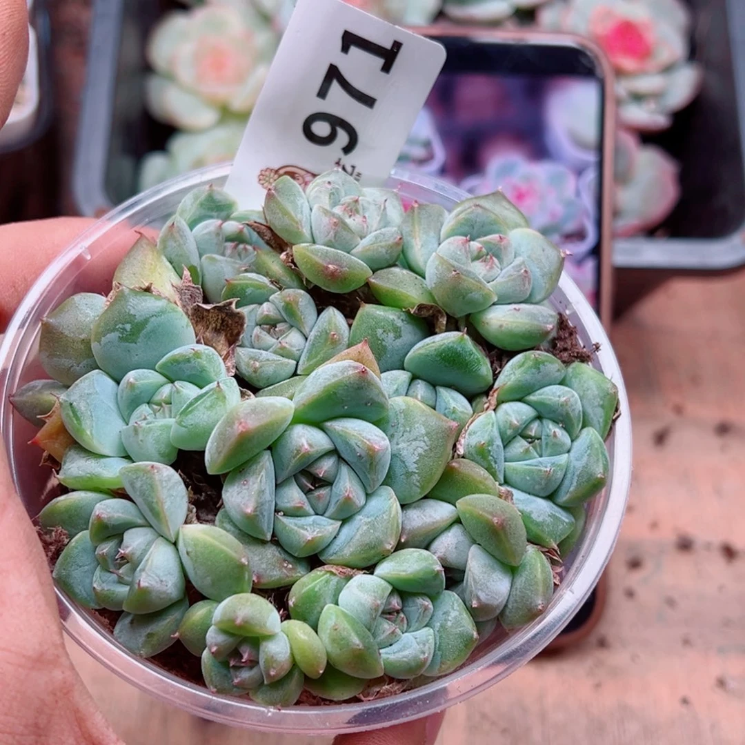 多肉植物多肉植物