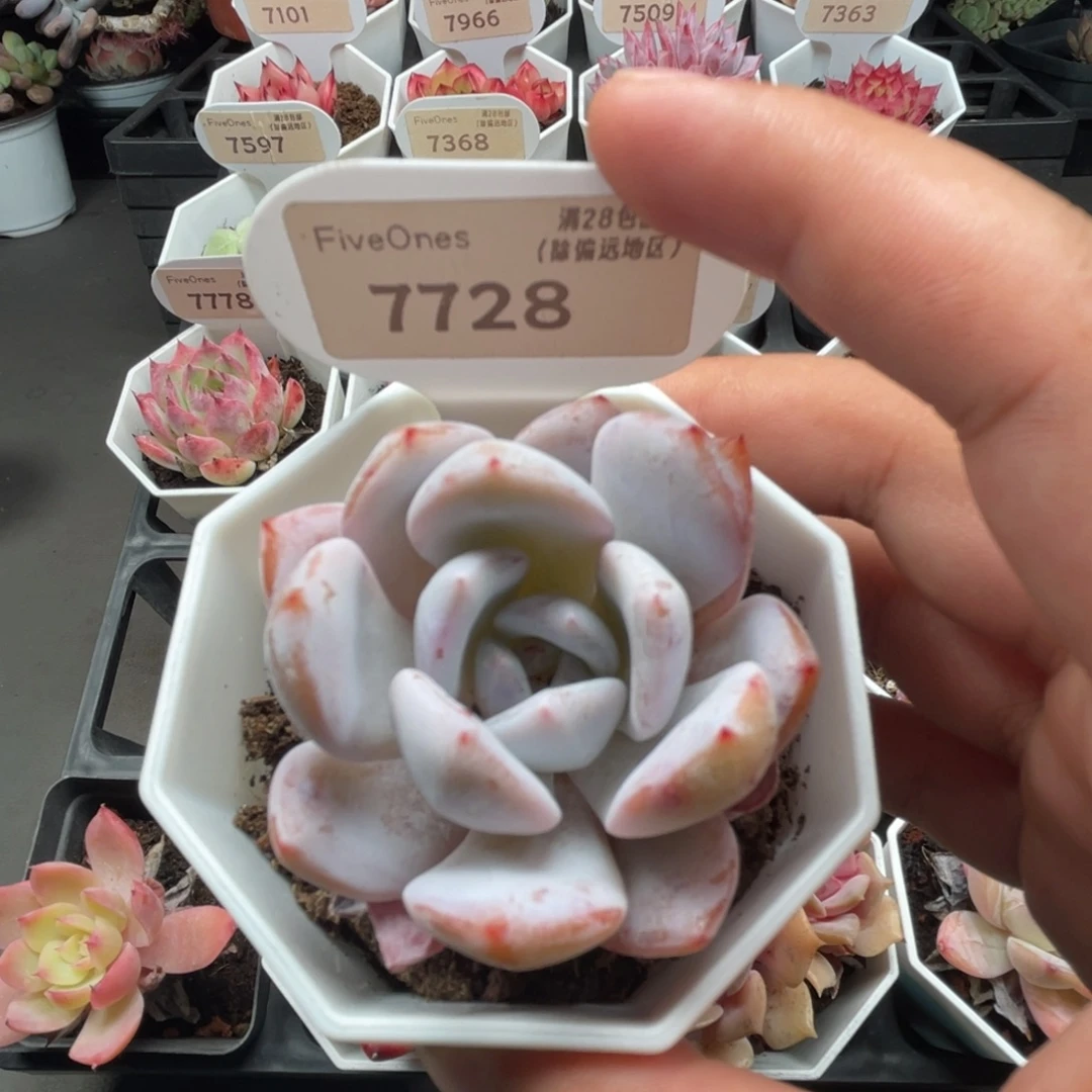7728也梦 4.5厘米