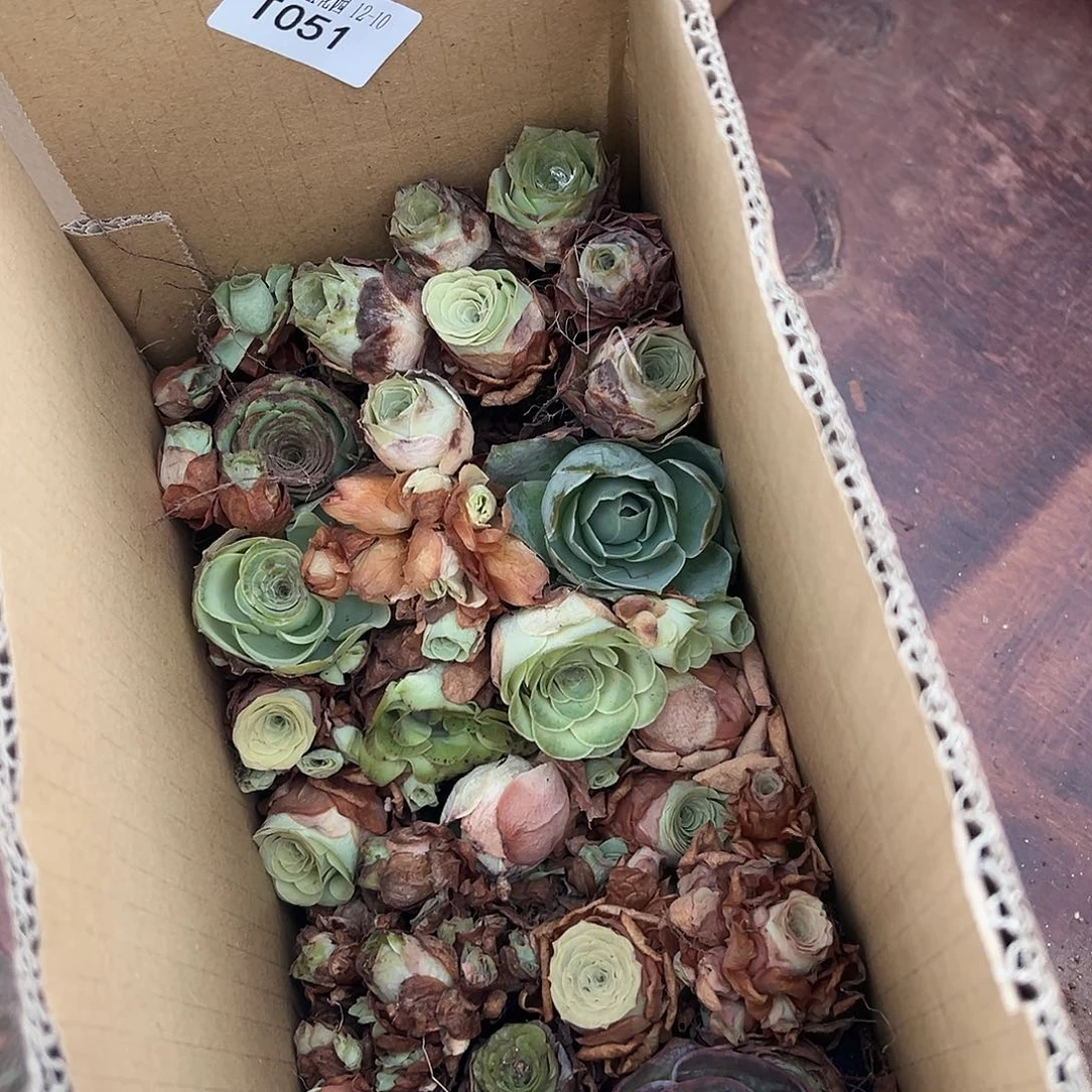 潇***洒糖糖051 山地玫瑰瑕疵处理福利  不售后