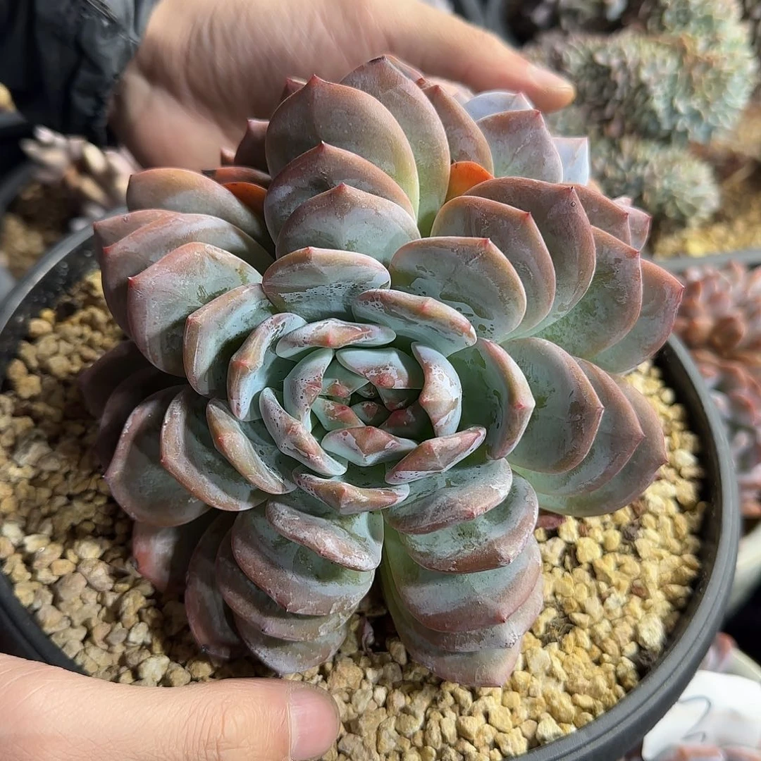 叠叶橙子一物一拍