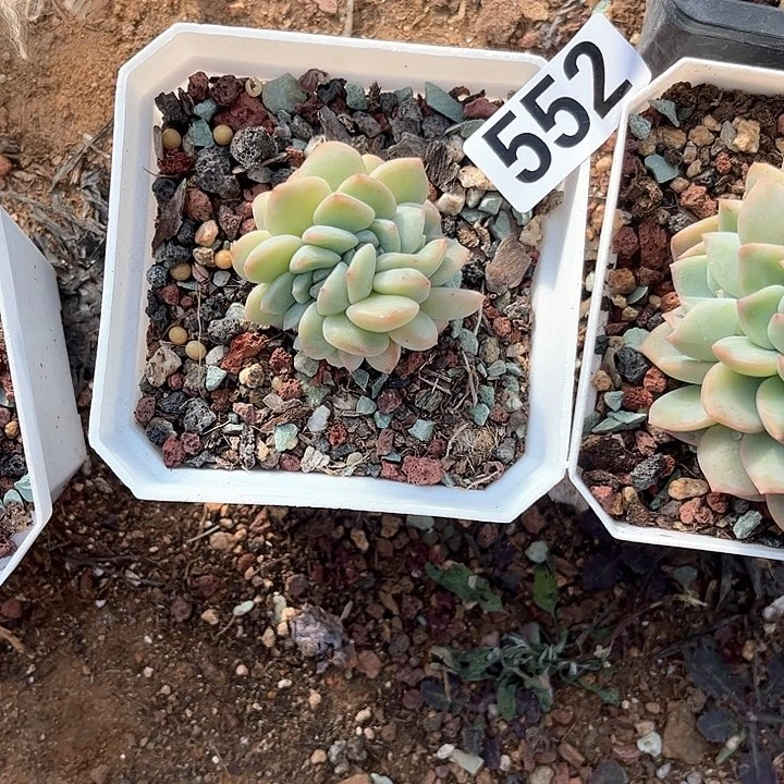 英**O多肉植物一物一拍