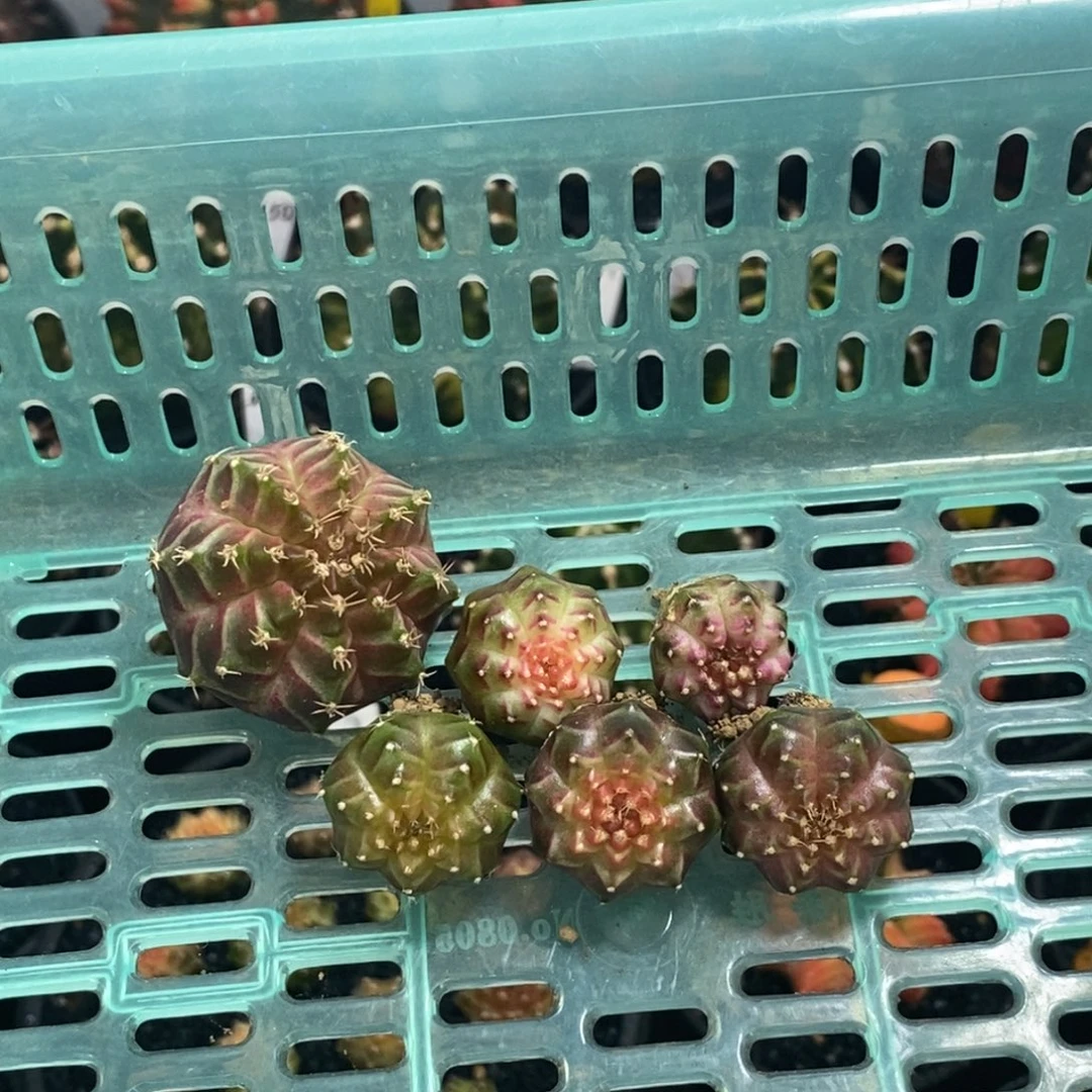 *****实生轮回—脱土发货