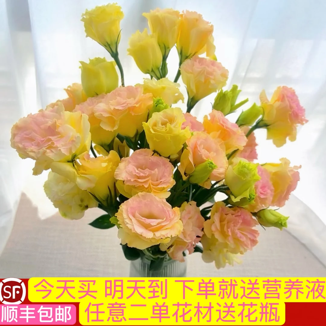 【次日达·香槟色洋桔梗2拼】家用生活云南鲜切花 瓶插花 DIY花束 任意花材两单送花瓶顺丰送花上门
