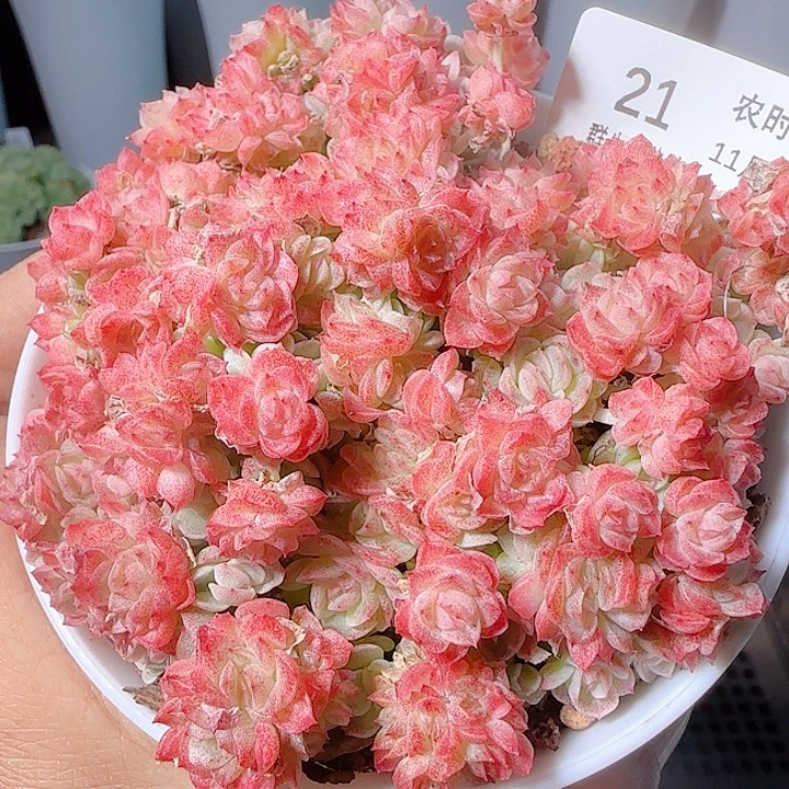 1118-21优选麦杆不包整