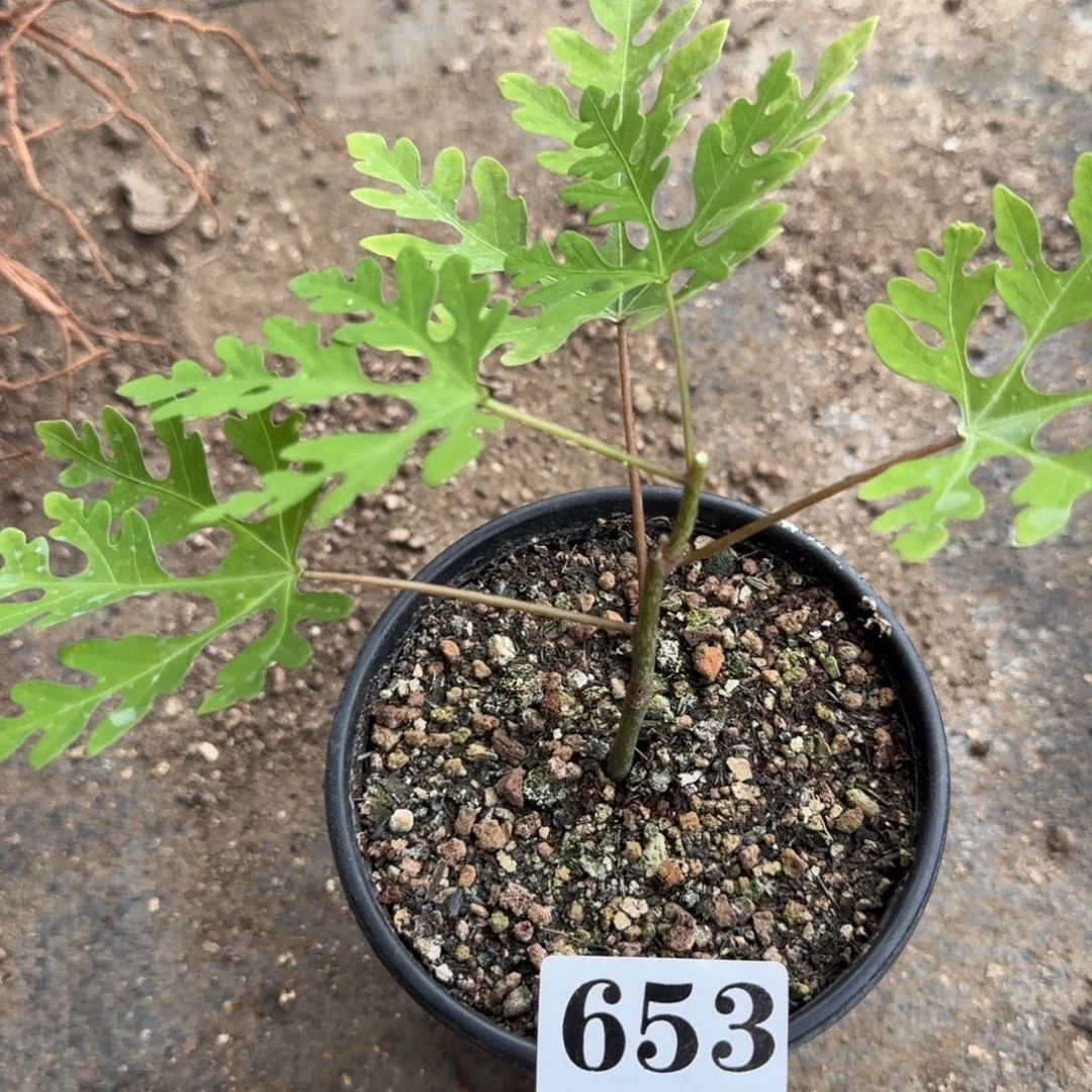 花叶西番莲一物一拍多肉
