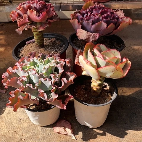 玉**玉47 号包菜系列 4棵