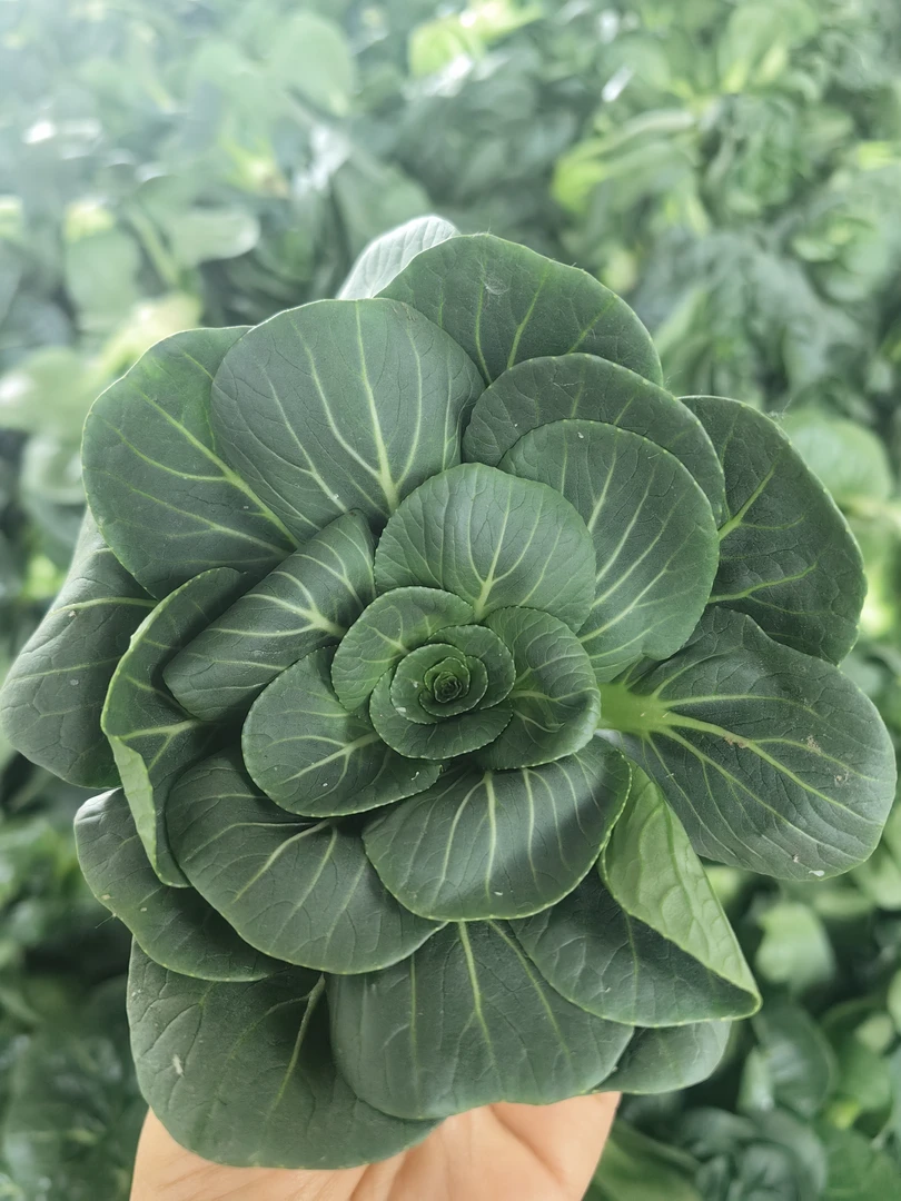 ｛东台琴姐｝苏北现摘现发苏州青青菜鸡毛菜脆嫩甜