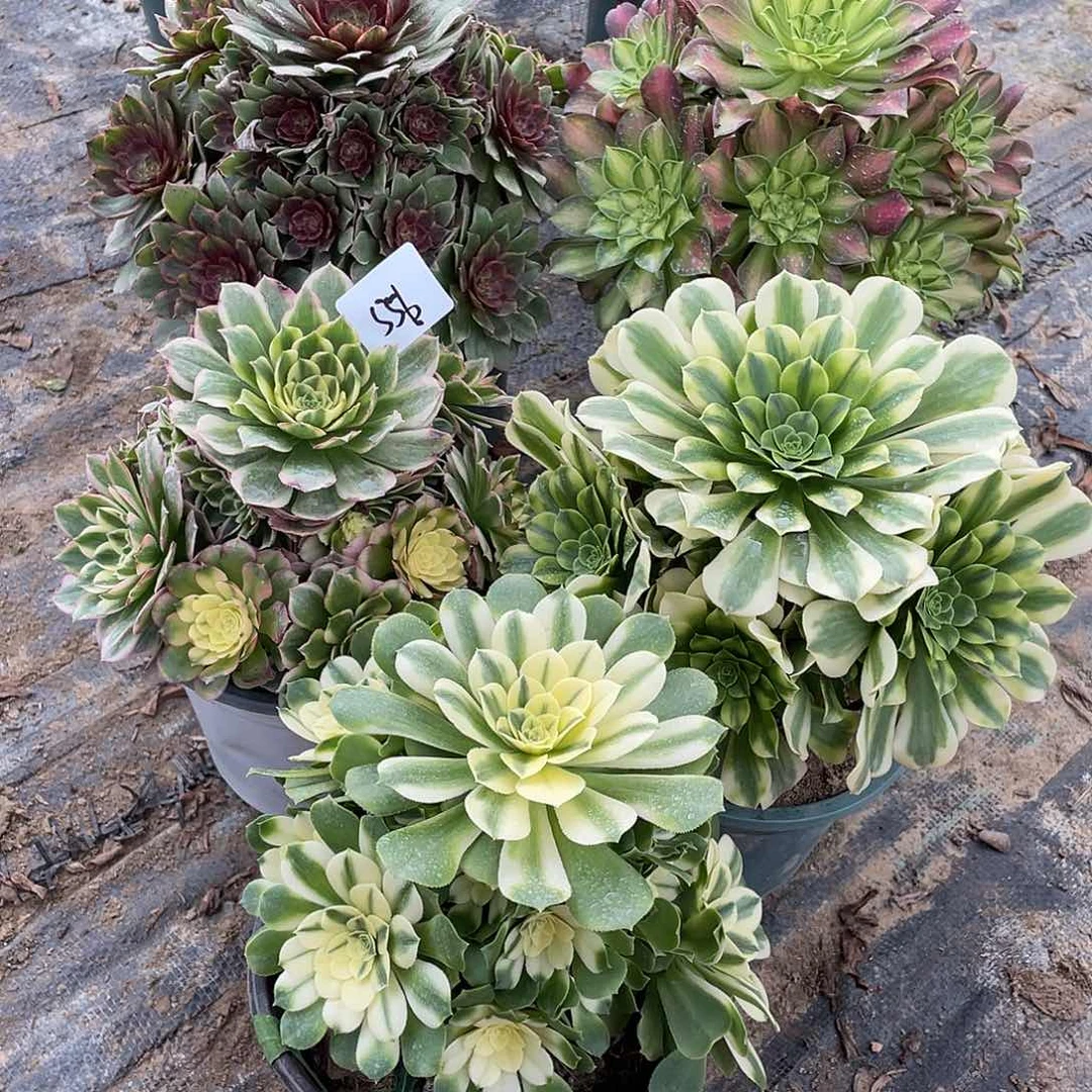 556法师植物组合