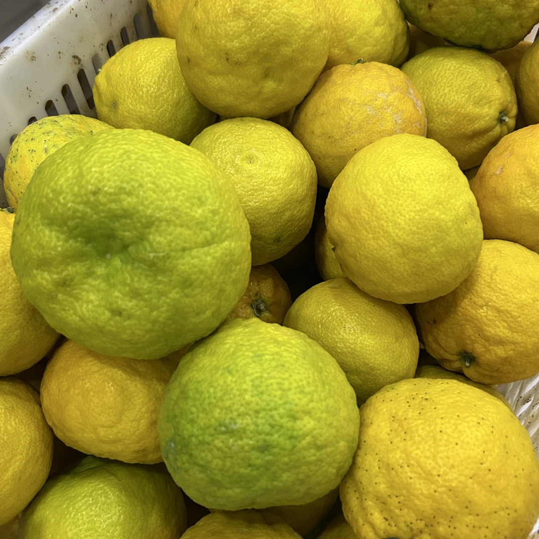 荆州产酸柑子，酸泡柑5斤包邮