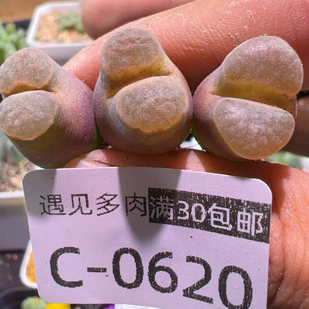 多肉植物111111111111