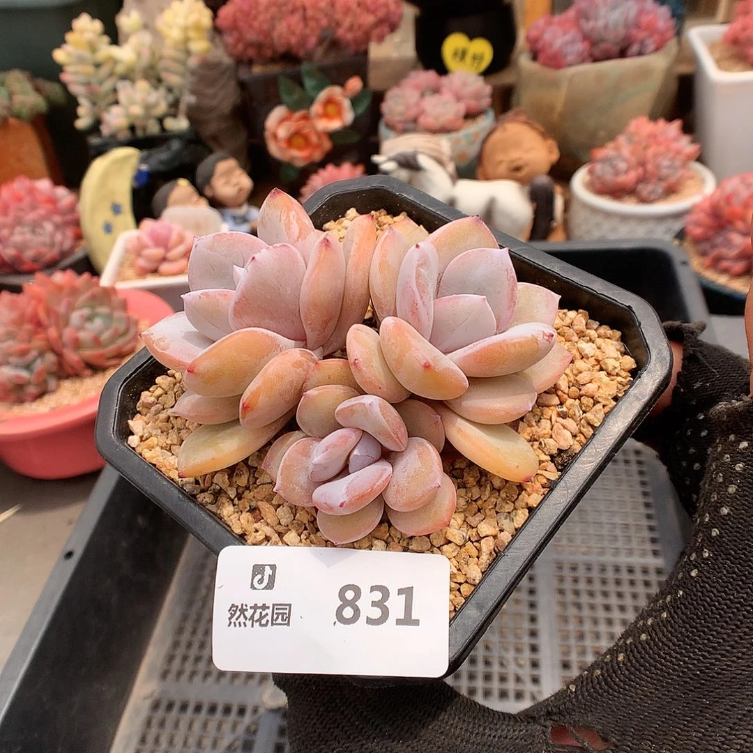 831奶茶多肉植物6666