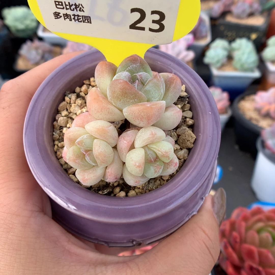 23三头冰玉多肉植物