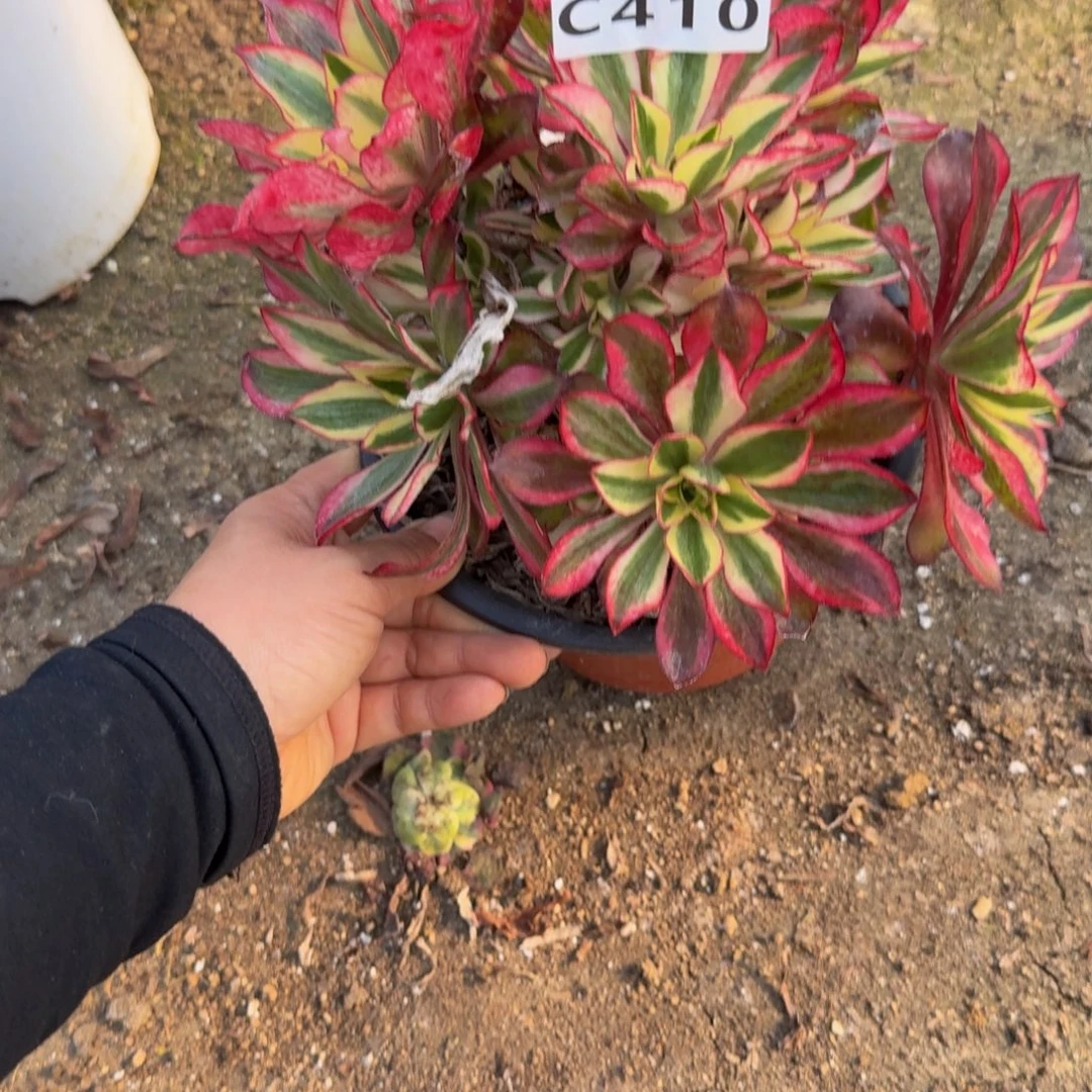 410魅影。多肉植物