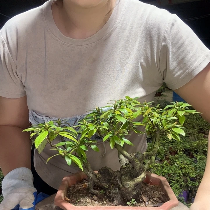 当前无花栽培后可以开花