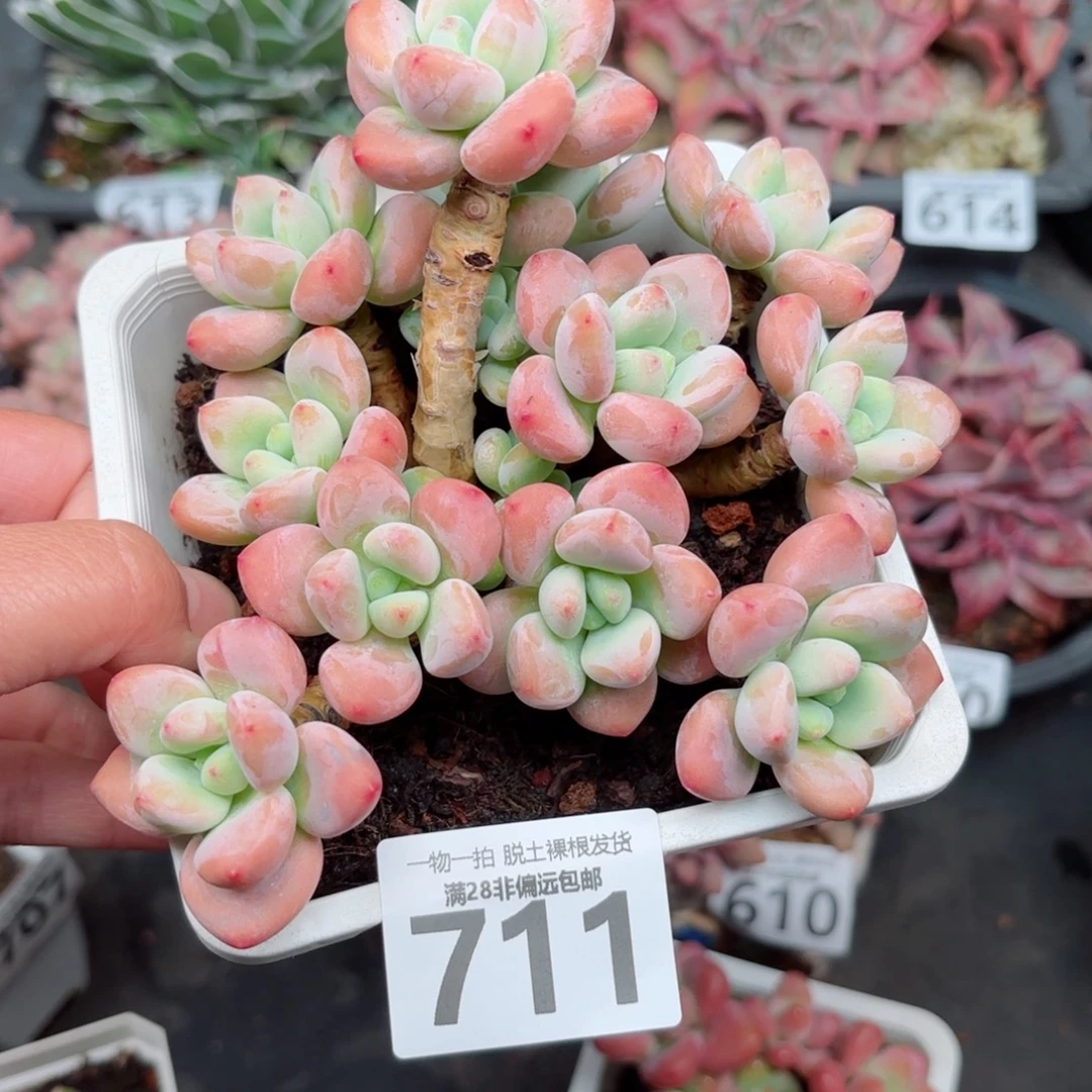 红洛神无盆土发货