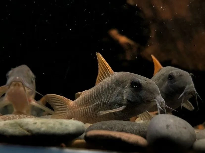 【鄂鱼水族】YS超级红帆3只精选（尺寸6-7）