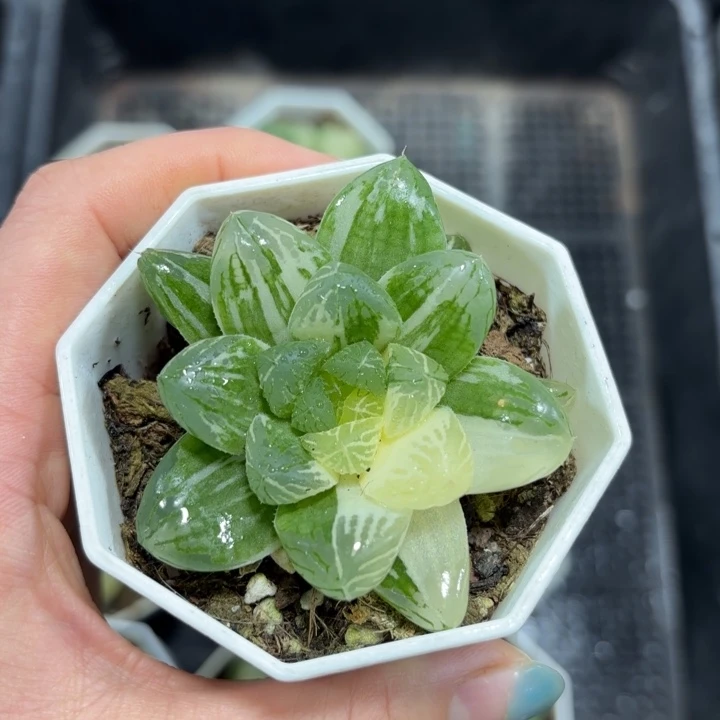 换盘花火多肉植物