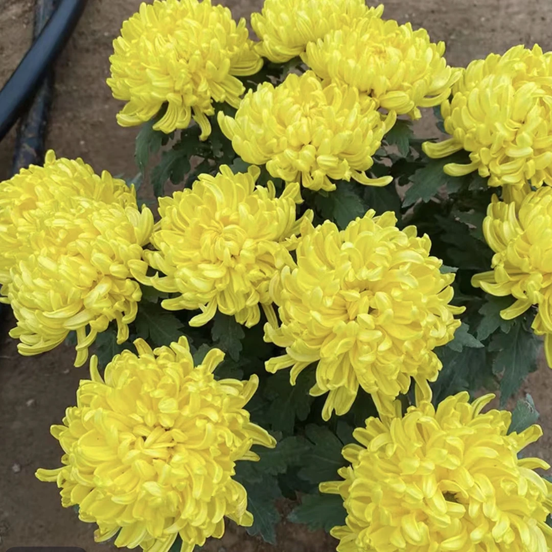 九月菊【黄绣球】大花富贵菊花，盆栽绿植室内好养活