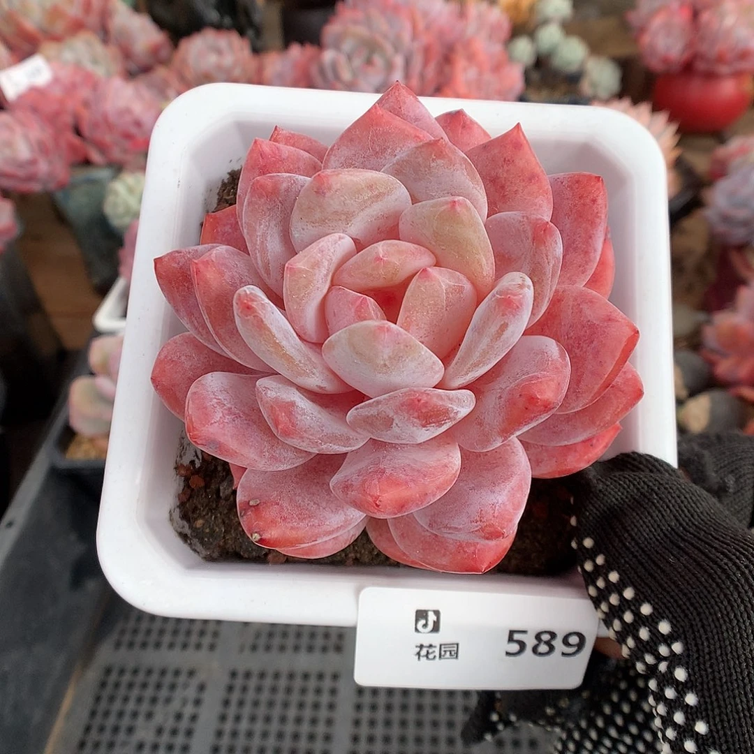 589雪天使多肉植物6666