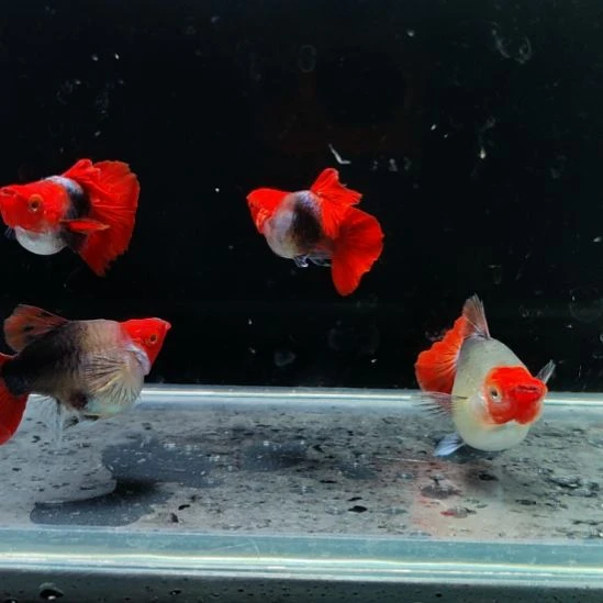 孔雀鱼深海蓝贵族球两对