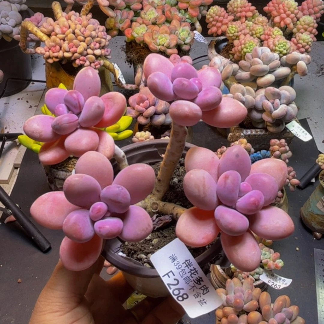 糖果桃蛋268/9cm有砍