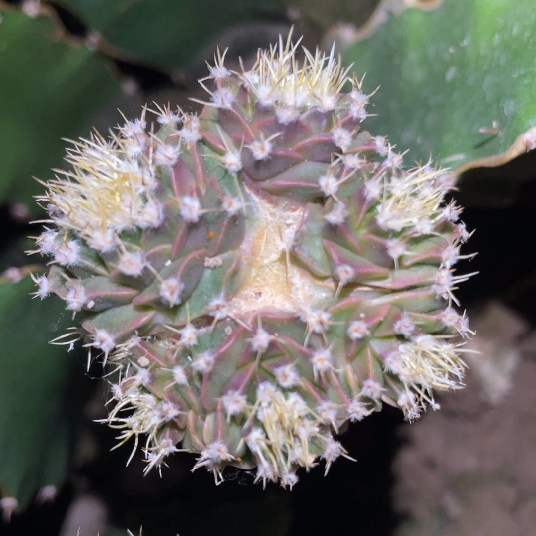 紫姬帝冠群体 仙人球