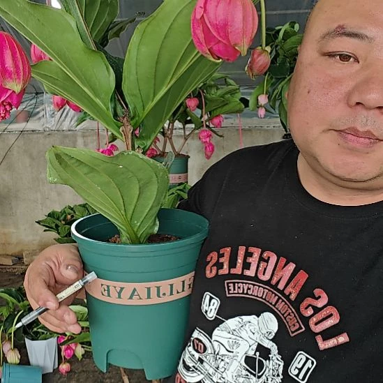 雍***有无花朵宝莲灯花基地发货