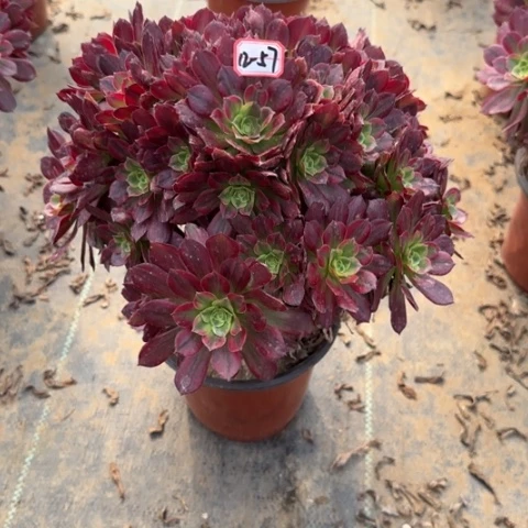 12-57安娜多肉植物