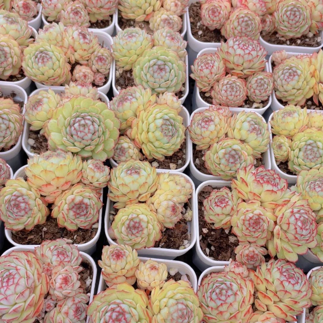 量拍12号 小红船小红p群生一个