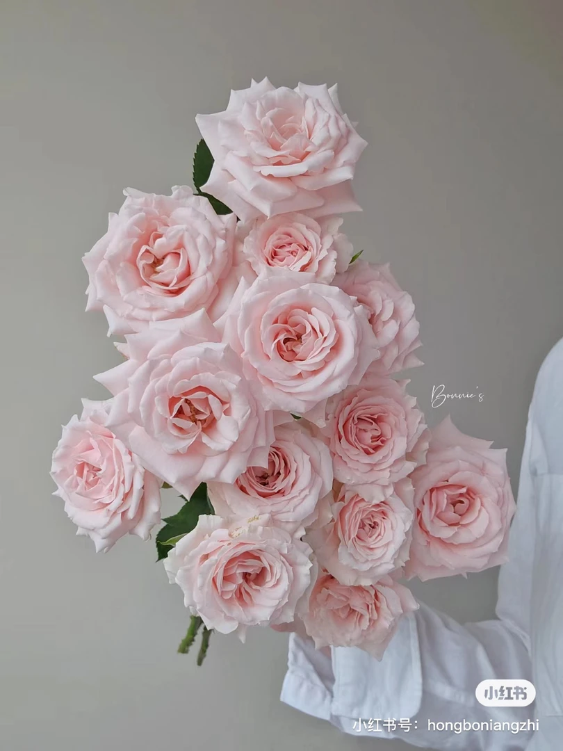 【酿植】粉妈祖利卡 任拍三单顺丰空运包邮鲜切花家居花店插花