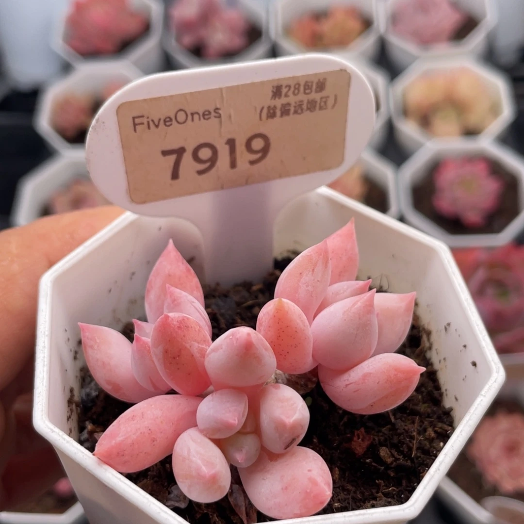 所罗门7919-5.0厘米