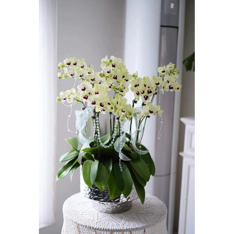 3.0寸 3个花剑【奶油巧克力 】蝴蝶兰花期久数量稀少