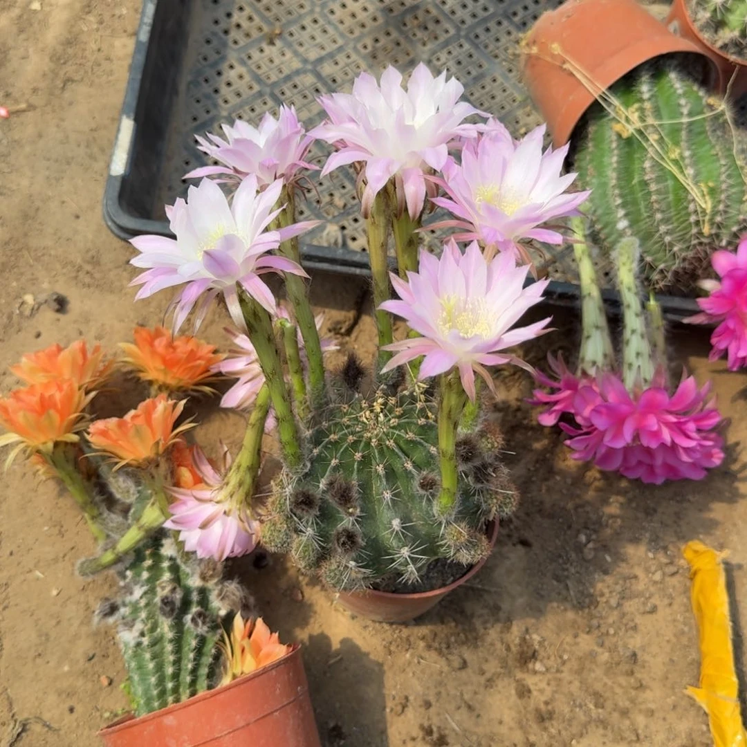 271彩草脱土发货掰花软斑掉侧牙无售后