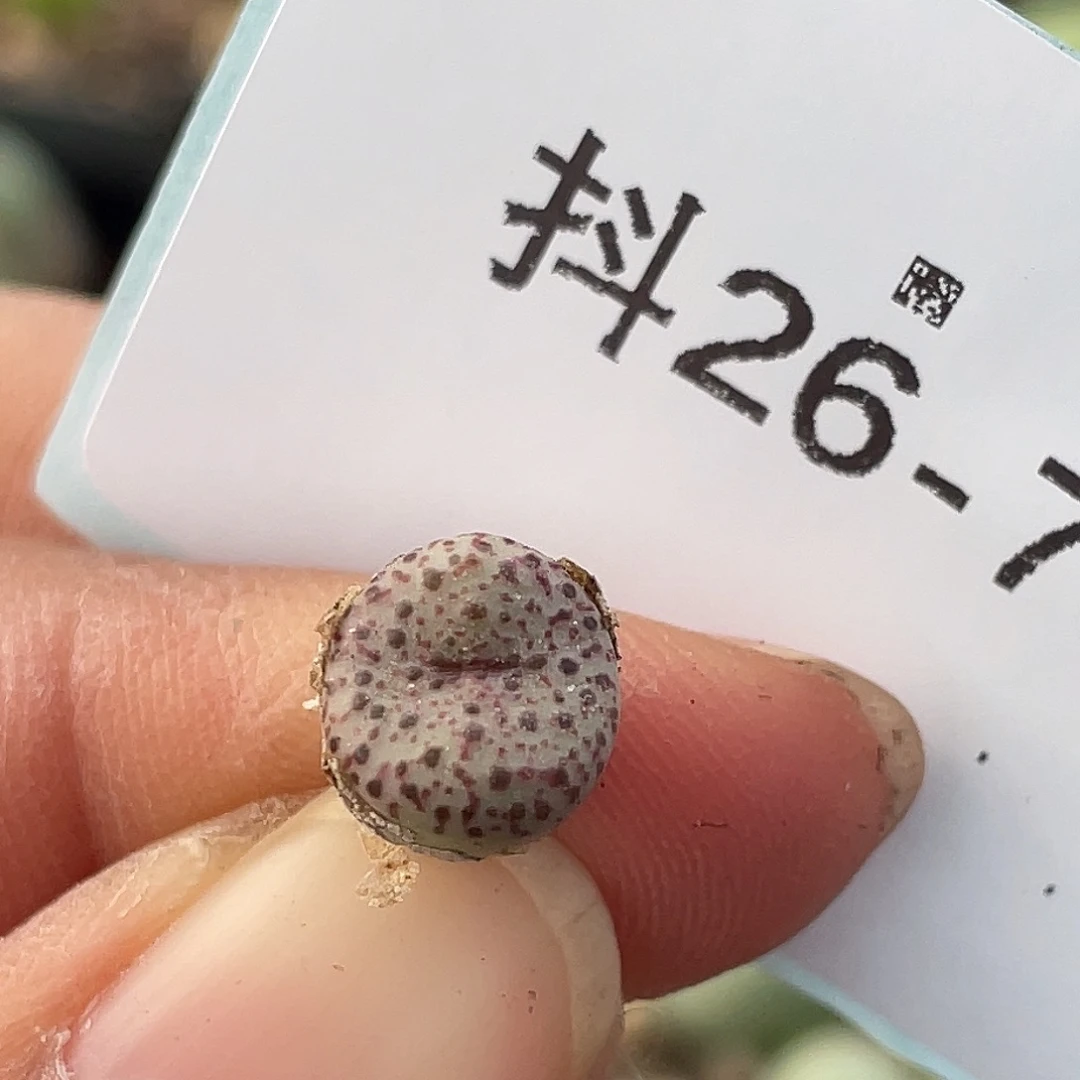 26-78火龙果安贞肉锥