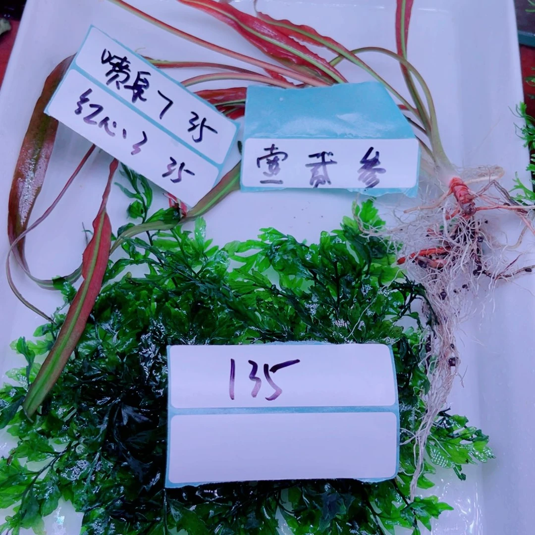 壹***叁美小呆哇塞套餐一份