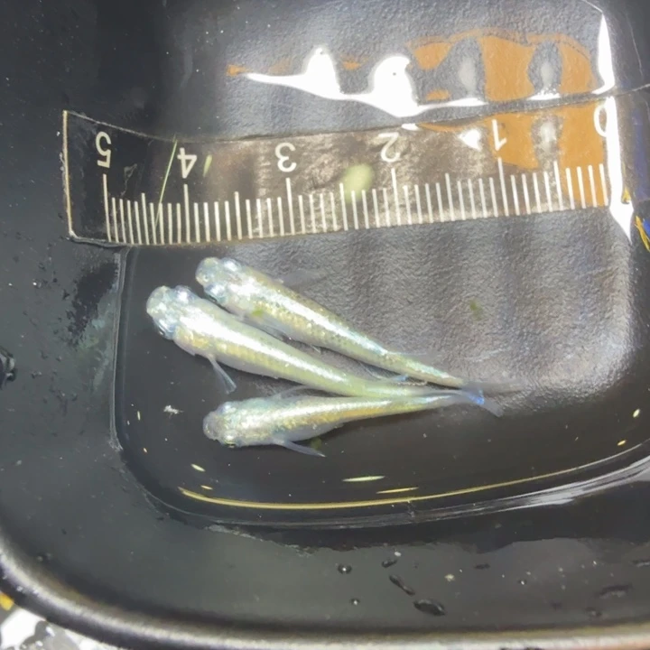 青鳉鱼48号拍品蛋白石