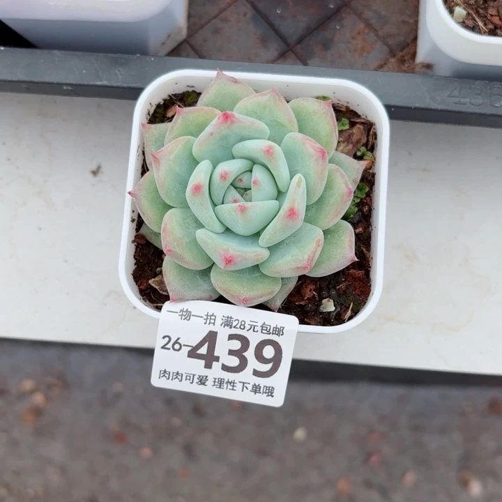 白拉糖无盆土发货多肉多肉