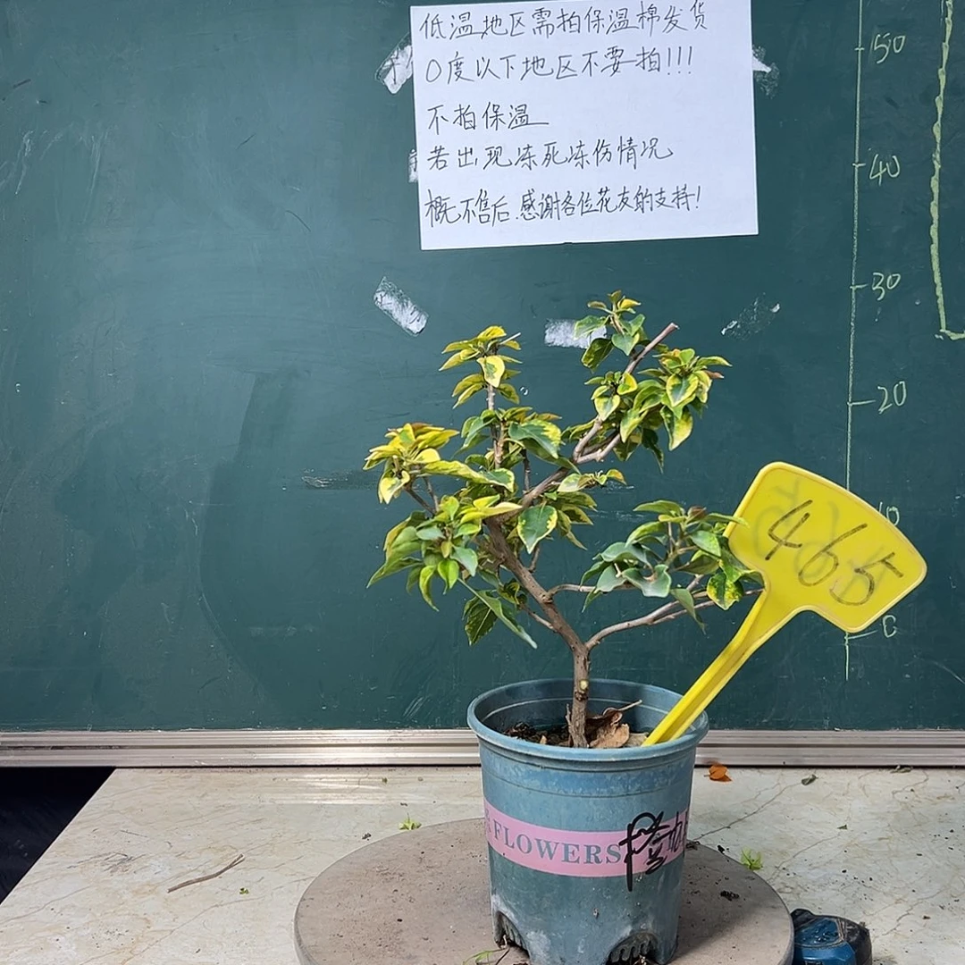 完全开放福利 橙九月 465