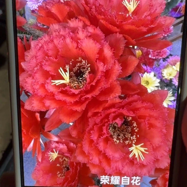 303毛荣耀自花歪4到5公分左右无根侧牙，20包邮
