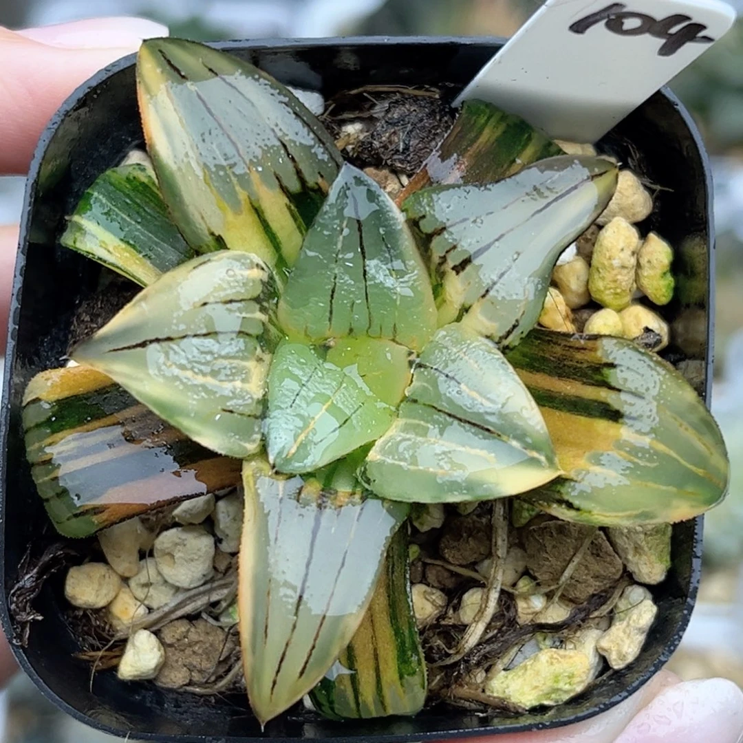 104红纹寿锦福利专场