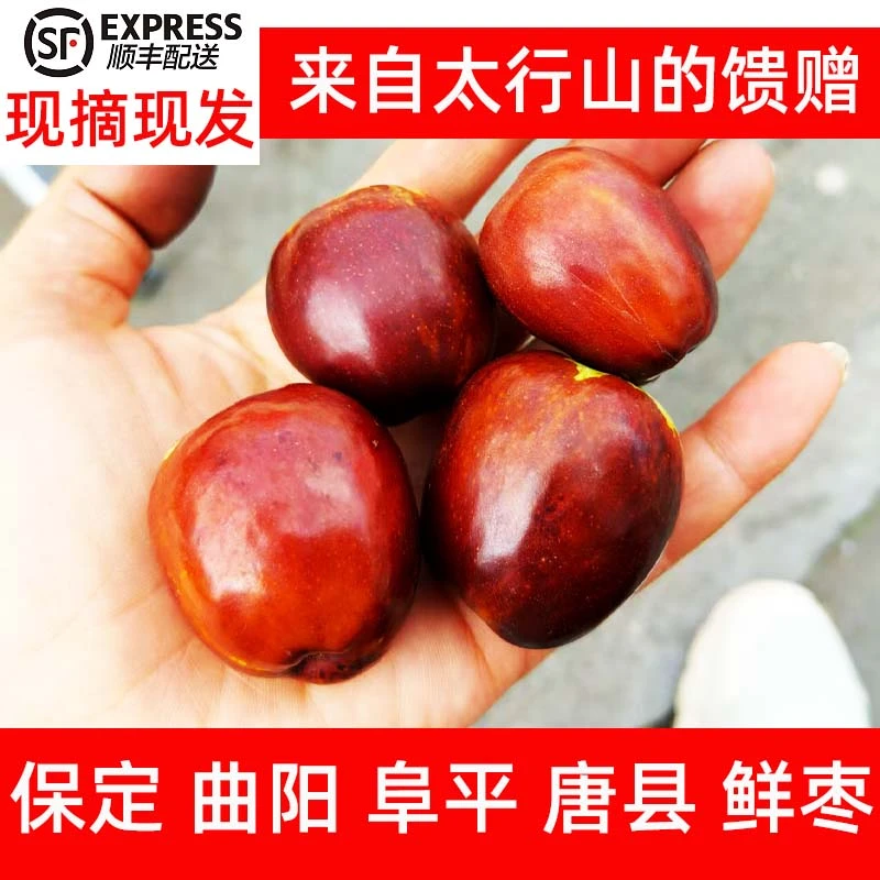 太行山现摘现发鲜枣季节性脆甜河北保定曲阳唐县新鲜脆枣