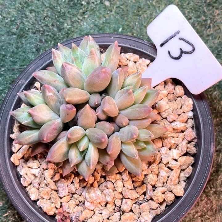 重桉13号码牌子的话题