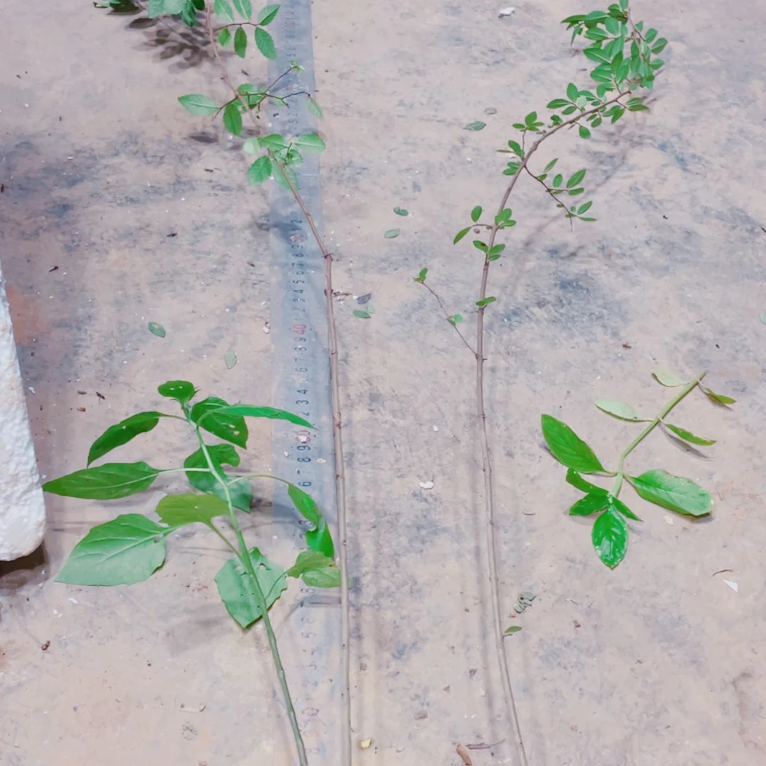 完全开放用****5附图片