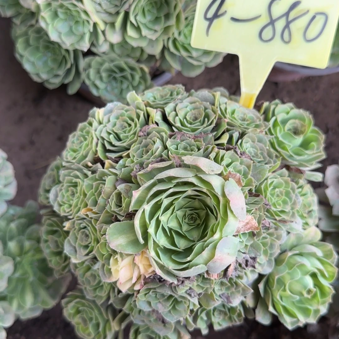 4-880-多头多肉植物