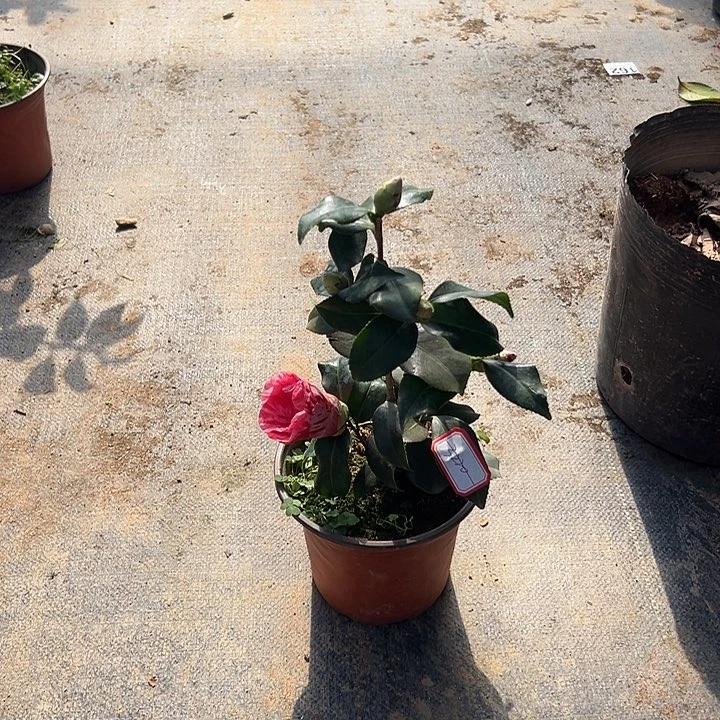 大部分花苞少量开放，差价