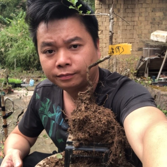 无花朵盆景盆栽植物（不包成活率）