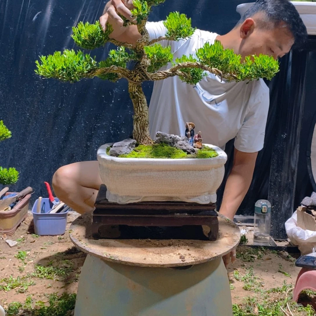 无花朵宝***?广东皱皮雀舌黄杨盆景