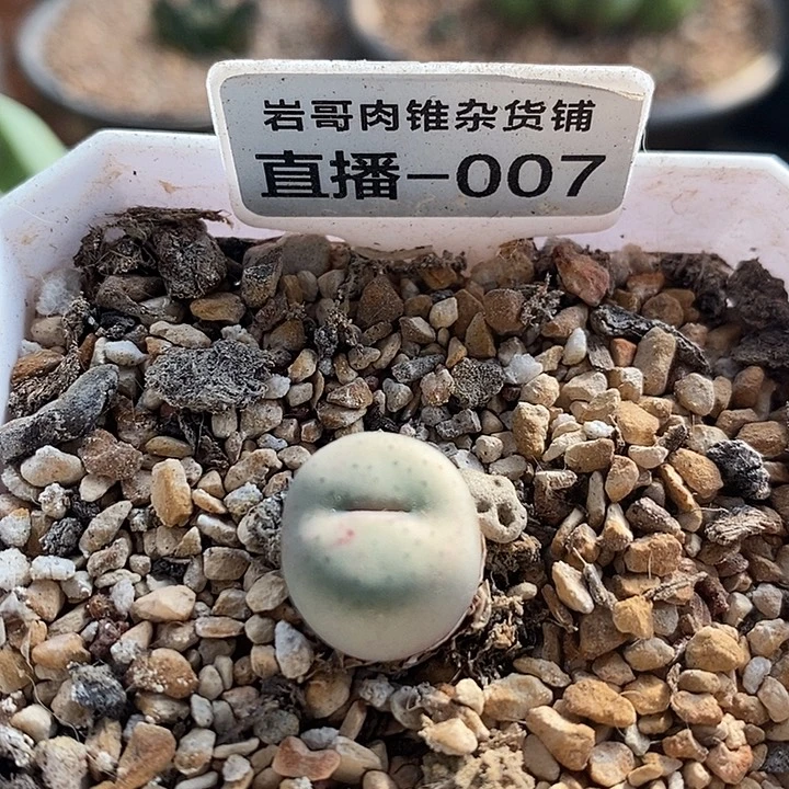AP种源189f奶油嘴一颗