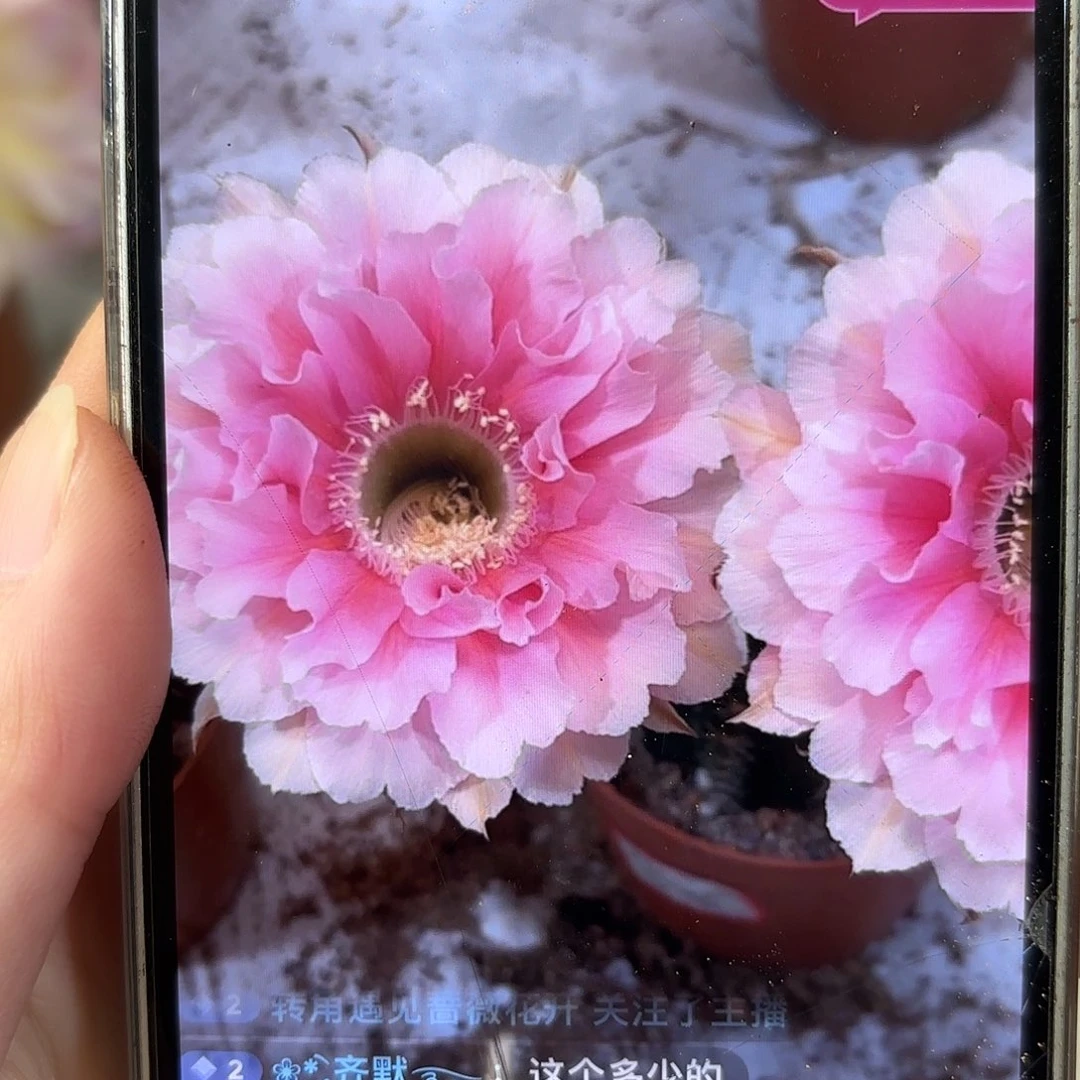 彩草珊瑚6公分左右